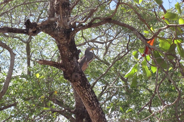 Heron in Tree
